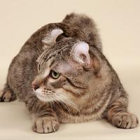 Тор (Thor Russicat's From Curl Harbour)
