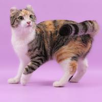 Freya Russicat's From Curl Harbour (Фрюша)