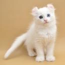  (Curl Harbour's Arya)